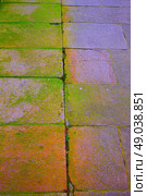 Santiago de Compostela end of Saint James Way moss detail on soil. Стоковое фото, агентство Ingram Publishing / Фотобанк Лори