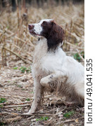 Poised working springer spaniel. Стоковое фото, агентство Ingram Publishing / Фотобанк Лори