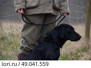 Labrador waiting with master on a shoot day. Стоковое фото, агентство Ingram Publishing / Фотобанк Лори