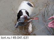 Spaniel retrieving partridge from water. Стоковое фото, агентство Ingram Publishing / Фотобанк Лори