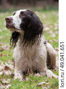Wet liver and white springer spaniel laying down. Стоковое фото, агентство Ingram Publishing / Фотобанк Лори