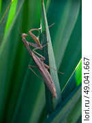 Praying mantis hiding amongst foliage. Стоковое фото, агентство Ingram Publishing / Фотобанк Лори
