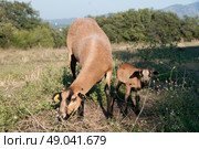 Cameroon ewe and lamb. Стоковое фото, агентство Ingram Publishing / Фотобанк Лори