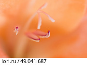 Abstract macro of an orange flower. Стоковое фото, агентство Ingram Publishing / Фотобанк Лори