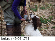 Springer spaniel retrieving a partridge to hand. Стоковое фото, агентство Ingram Publishing / Фотобанк Лори
