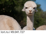 Juvenile alpaca. Стоковое фото, агентство Ingram Publishing / Фотобанк Лори