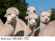 Herd of alpacas. Стоковое фото, агентство Ingram Publishing / Фотобанк Лори