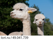 Adult alpaca with her cria. Стоковое фото, агентство Ingram Publishing / Фотобанк Лори