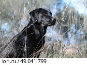 Black Labrador sitting. Стоковое фото, агентство Ingram Publishing / Фотобанк Лори