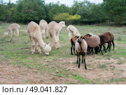 Alpacas grazing with Cameroon sheep. Стоковое фото, агентство Ingram Publishing / Фотобанк Лори