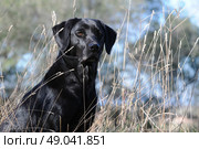 Black Labrador sitting. Стоковое фото, агентство Ingram Publishing / Фотобанк Лори