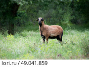 Portrait of a purebred Cameroon sheep. Стоковое фото, агентство Ingram Publishing / Фотобанк Лори