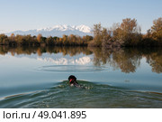 Labrador retrieving stick from mountain lake . Стоковое фото, агентство Ingram Publishing / Фотобанк Лори