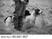 Two springer spaniels out shooting with handler. Стоковое фото, агентство Ingram Publishing / Фотобанк Лори