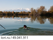 Labrador retrieving stick from mountain lake . Стоковое фото, агентство Ingram Publishing / Фотобанк Лори