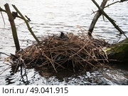 Coot on a waterside nest. Стоковое фото, агентство Ingram Publishing / Фотобанк Лори
