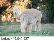 Juvenile alpaca feeding from her mother. Стоковое фото, агентство Ingram Publishing / Фотобанк Лори