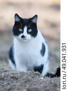 Black and white cat. Стоковое фото, агентство Ingram Publishing / Фотобанк Лори
