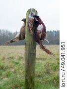 Partridge and pheasants hanging on a fence post. Стоковое фото, агентство Ingram Publishing / Фотобанк Лори