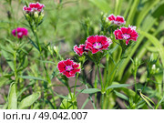 Гвоздика китайская (лат. Dianthus chinensis) цветет в летнем саду. Стоковое фото, фотограф Елена Коромыслова / Фотобанк Лори