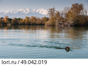 Labrador retrieving stick from mountain lake . Стоковое фото, агентство Ingram Publishing / Фотобанк Лори