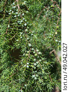 Зеленые шишкоягоды на ветках можжевельника (лат. Juniperus) Стоковое фото, фотограф Елена Коромыслова / Фотобанк Лори