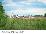 Силосный курган, прикрытый пленкой и покрышками. Силос. Заготовка кормов. Заготовка силоса для кормления сельскохозяйственных животных. Консервирование зеленой массы растений. Хранение кормов. Сельское хозяйство. Кормозаготовка. Растениеводство. Агрономия. Технология кормления сельхозживотных. Стоковое фото, фотограф Зинаида Никитенко / Фотобанк Лори
