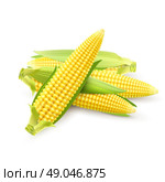 Sweet yellow popcorn cobs harvest set 3d realistic vector illustration. Corn Cobs Realistic. Стоковая иллюстрация, агентство Ingram Publishing / Фотобанк Лори
