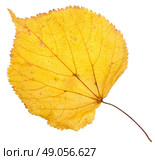 Linden yellow leaf isolated on white. Стоковое фото, агентство Ingram Publishing / Фотобанк Лори