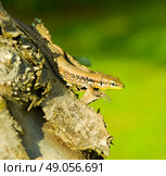 Little green lizard on tree trunk. Стоковое фото, агентство Ingram Publishing / Фотобанк Лори