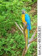 macaw on the branch. Стоковое фото, агентство Ingram Publishing / Фотобанк Лори