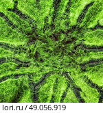 macro shot of fuzzy mold in agar-agar. Стоковое фото, агентство Ingram Publishing / Фотобанк Лори