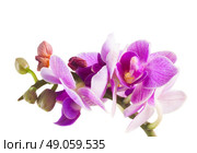 Two violet orchids . Mauve orchids close up isolated on white background. Стоковое фото, агентство Ingram Publishing / Фотобанк Лори