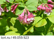 Single pink Weigela florida flower captured in extreme closeup, highlighting delicate petals and natural form, perfect for botanical or macro-themed use. Стоковое фото, фотограф Татьяна Терехина / Фотобанк Лори