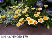 Closeup of orange and yellow Gazania flower with striking petals and green foliage, a hardy, drought-tolerant plant from the Asteraceae family. Стоковое фото, фотограф Татьяна Терехина / Фотобанк Лори