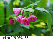 Bright pink flowers of Abutilon Eric Lilac, also known as Flowering Maple or Chinese Lantern, from the Malvaceae family, blooming close-up in sunlight. Стоковое фото, фотограф Татьяна Терехина / Фотобанк Лори