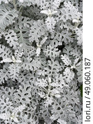 Closeup top view of Jacobaea Maritima (Dusty Miller), showing the unique lacy pattern of Silver Ragwort leaves. A soft, neutral botanical background with delicate detail. Стоковое фото, фотограф Татьяна Терехина / Фотобанк Лори