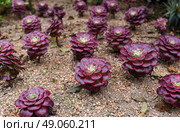 Aeonium Mardi Gras with colorful rosettes of yellow, green, and burgundy hues, thriving in sunlight, ideal for dry ornamental gardens. Стоковое фото, фотограф Татьяна Терехина / Фотобанк Лори