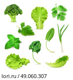 Green vegetables and herbs set, organic vegetarian food, vector illustration isolated on white background. Стоковая иллюстрация, агентство Ingram Publishing / Фотобанк Лори