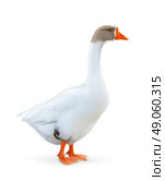 Goose, farm animals vector illustration. Стоковая иллюстрация, агентство Ingram Publishing / Фотобанк Лори