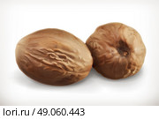 Nutmeg, vector icon. Стоковая иллюстрация, агентство Ingram Publishing / Фотобанк Лори