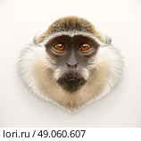 Monkey head, realistic vector illustration. Стоковая иллюстрация, агентство Ingram Publishing / Фотобанк Лори