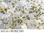 macro shot of fuzzy mold in agar-agar. Стоковое фото, агентство Ingram Publishing / Фотобанк Лори