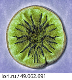 macro shot of fuzzy mold in agar-agar. Стоковое фото, агентство Ingram Publishing / Фотобанк Лори