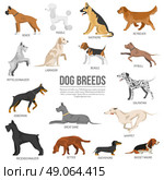 Dogs breed set. Dogs breed set with bull terrier boxer poodle isolated vector illustration. Стоковая иллюстрация, агентство Ingram Publishing / Фотобанк Лори