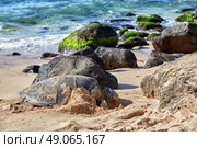 Beached giant green sea turtle (Chelonia mydas) on sand at Laniakea (Turtle) beach, North shore, Oahu, Hawaii, USA. Стоковое фото, агентство Ingram Publishing / Фотобанк Лори