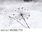 Beautiful winter landscape and snowy Dandelion. Стоковое фото, агентство Ingram Publishing / Фотобанк Лори
