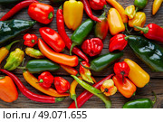 Mexican hot chili peppers colorful mix habanero poblano serrano jalapeno on wood. Стоковое фото, агентство Ingram Publishing / Фотобанк Лори