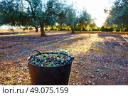 Olives harvest picking in farmer basket at Mediterranean. Стоковое фото, агентство Ingram Publishing / Фотобанк Лори