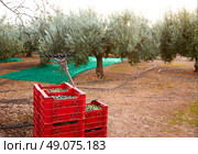 Olives harvest and picking vibration fork tool at Mediterranean. Стоковое фото, агентство Ingram Publishing / Фотобанк Лори